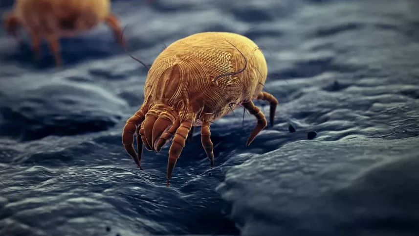 Acariens vue d'ensemble