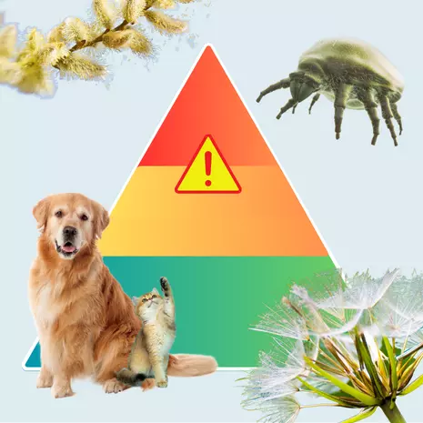 Pyramide allergies